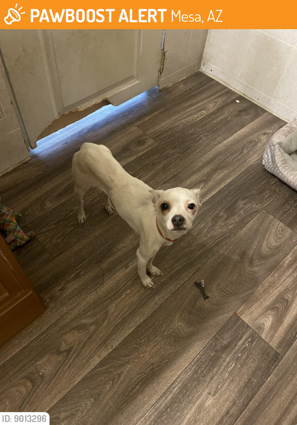 Found/Stray Female Dog in Mesa, AZ 85210 (ID 9013296) PawBoost