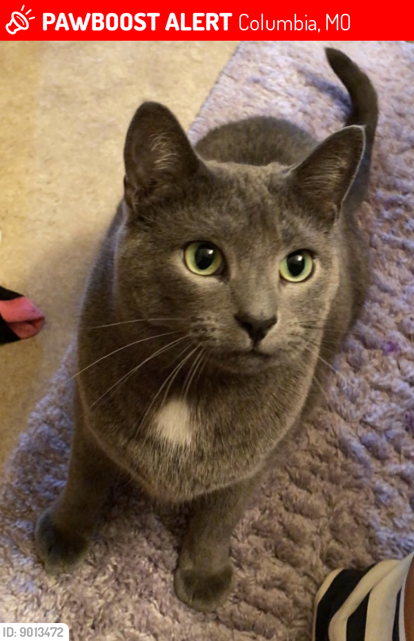 Lost Male Cat last seen Village Park Dr., E Nifong Blvd., Columbia, MO 65201