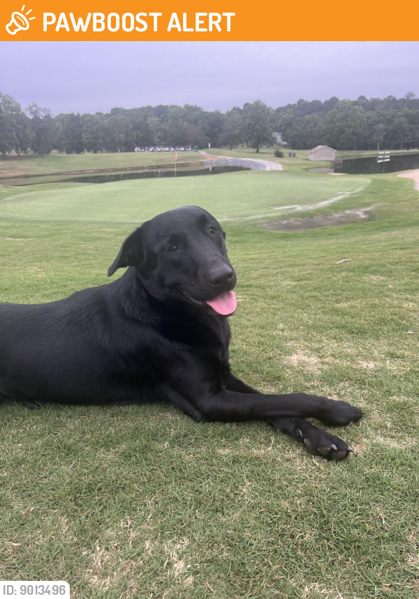 Found/Stray Male Dog last seen on golf course , Lancaster County, SC 29720