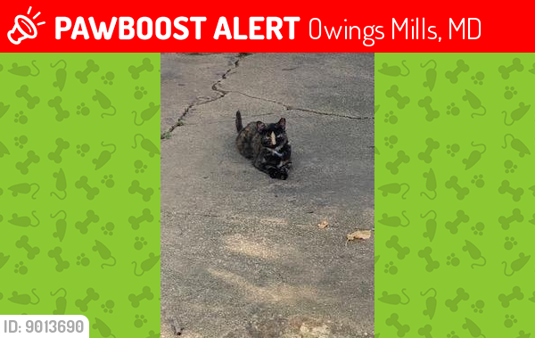 Lost Female Cat last seen Wilgate Rd, Ritters Lane, Painters Mill Apts, Owings Mills, MD 21117