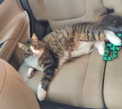Lost Male Cat last seen Hector Connoly Road, Carencro, LA 70520