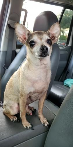 Lost Male Dog last seen Columbine Lane, Houston, TX 77049
