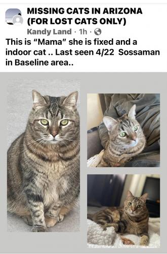 Lost Female Cat last seen Sossaman/ Baseline , Mesa, AZ 85209