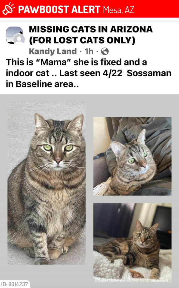 Lost Female Cat last seen Sossaman/ Baseline , Mesa, AZ 85209