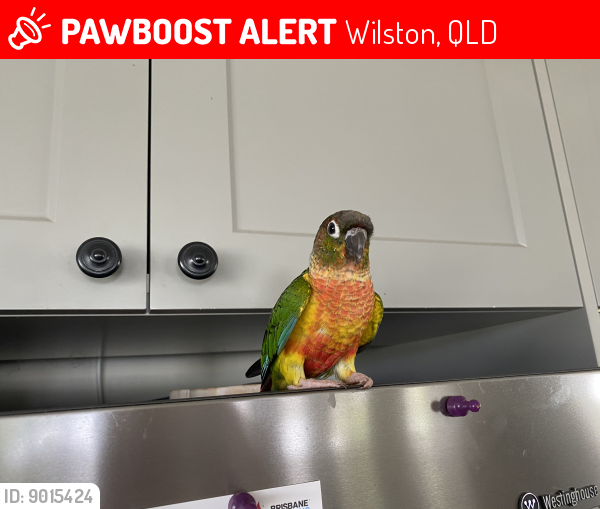 Lost Male Bird last seen Montpelier st Wilston, Wilston, QLD 4051