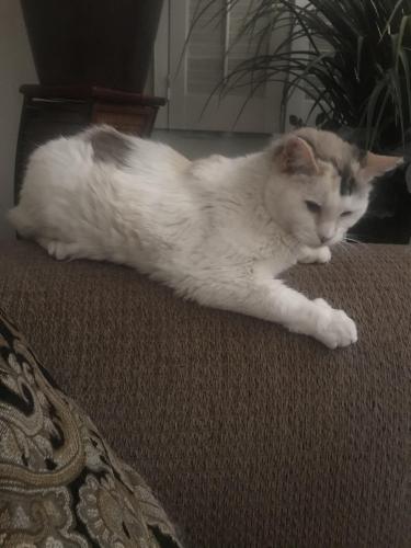 Lost Female Cat last seen Near s Country Club Dr & 8th ave . Tides on country club , Mesa, AZ 85210