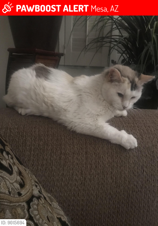 Lost Female Cat last seen Near s Country Club Dr & 8th ave . Tides on country club , Mesa, AZ 85210