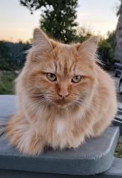 Lost Female Cat last seen E Olive St and Towne Ave CA, Pomona, CA 91766