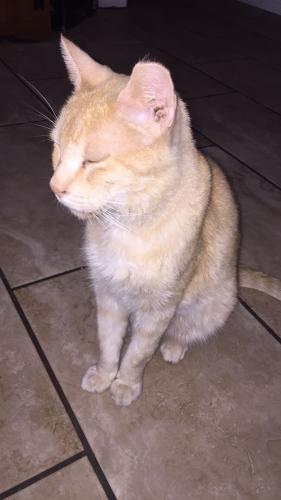 Lost Male Cat last seen 27th Drive, meadow brook, Phoenix, AZ 85017