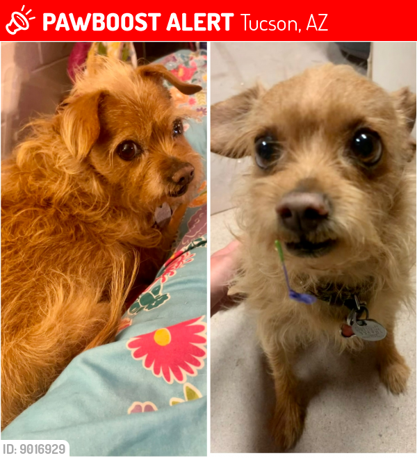 Lost Male Dog last seen 22nd and Craycroft , Tucson, AZ 85711