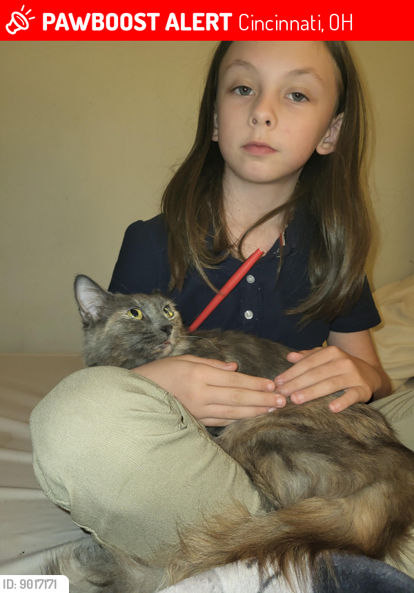 Cincinnati, OH Lost Female Cat, Lavender Is Missing PawBoost