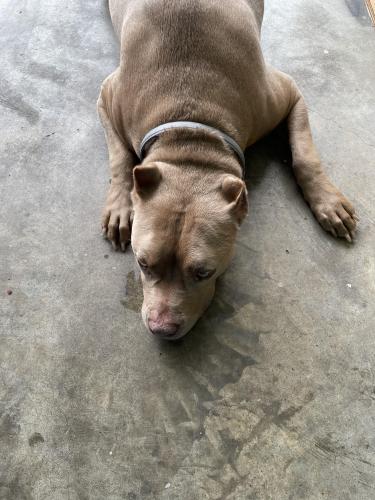 Found/Stray Female Dog last seen Clay road Valdosta , Valdosta, GA 31605
