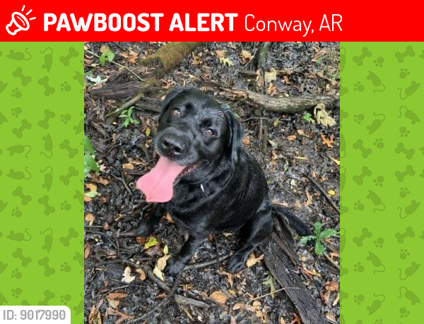 Lost Male Dog last seen Hwy 286/Clinton road, Conway, AR 72032