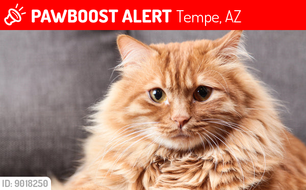 Lost Male Cat last seen Palmcroft dr, Tempe, AZ 85282