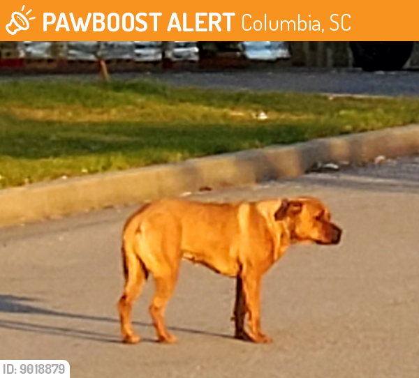 Found/Stray Unknown Dog last seen Lowe's  and Family Dollar, Columbia, SC 29209