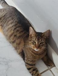 Lost Female Cat last seen Riverside drive and SW 19th St, Fort Lauderdale, FL 33312