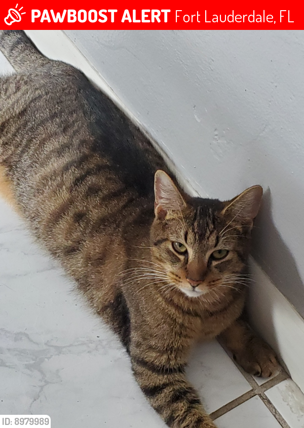 Lost Female Cat last seen Riverside drive and SW 19th St, Fort Lauderdale, FL 33312