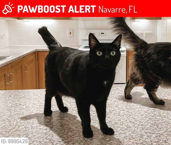 Lost Male Cat last seen Leeward Way, Misty Meadow Lane, Seafarer’s Way, Navarre, FL 32566