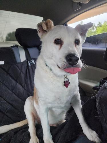 Found/Stray Male Dog last seen Senter Rd & Capitol Expressway, San Jose, CA 95111