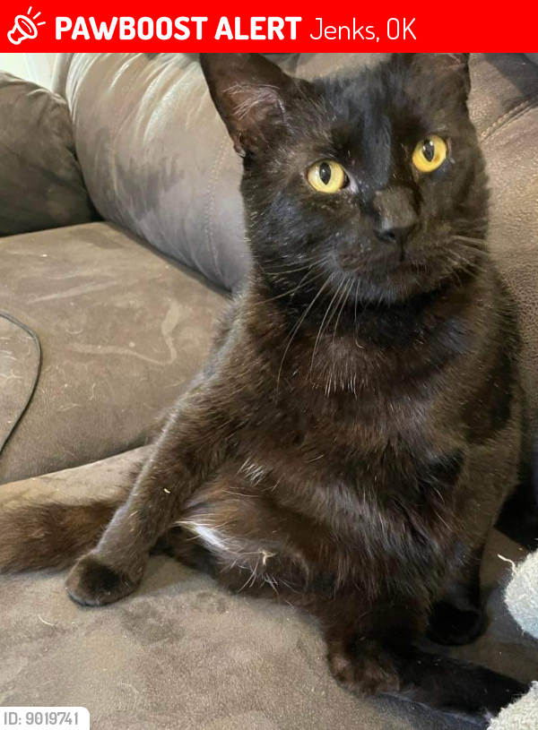 Lost Male Cat last seen s kennedy and west 111th, Jenks, OK 74066