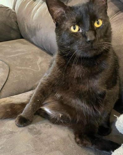 Lost Male Cat last seen s kennedy and west 111th, Jenks, OK 74066
