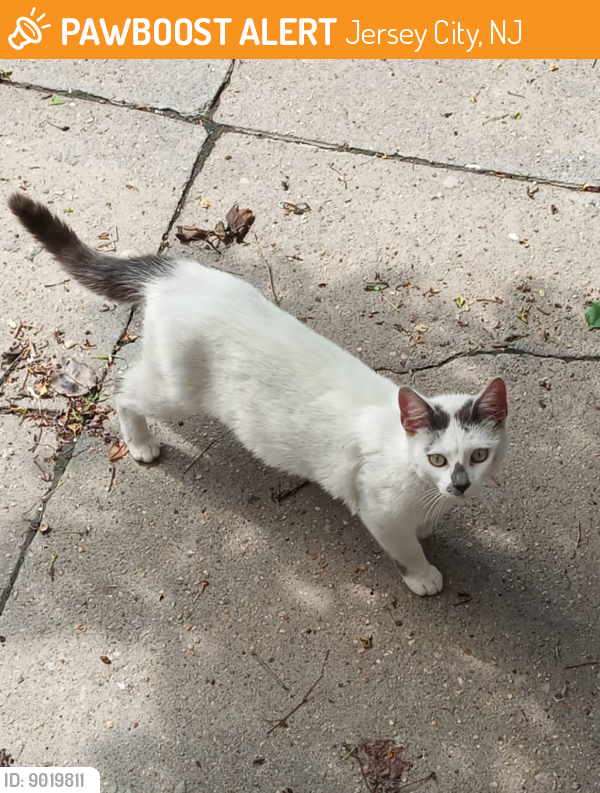 Jersey City, NJ Stray Cat Found Near JFK and North PawBoost