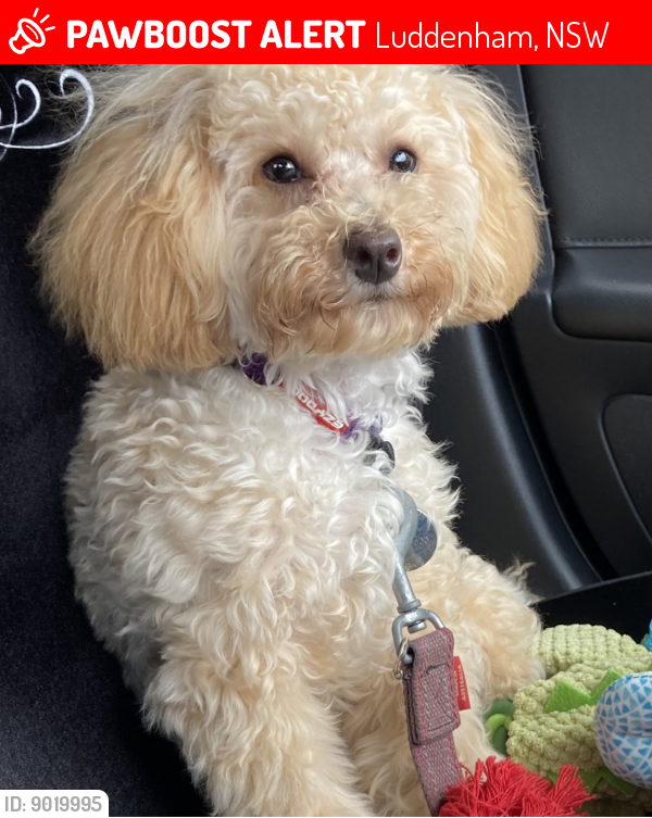 Lost Female Dog last seen Anywhere across SYDNEY , Luddenham, NSW 2745