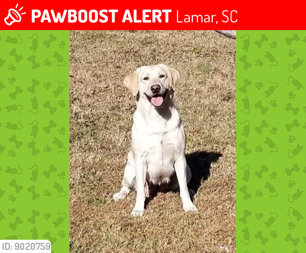 Lost Female Dog last seen Lamar Chuch of God, Lamar, SC 29069