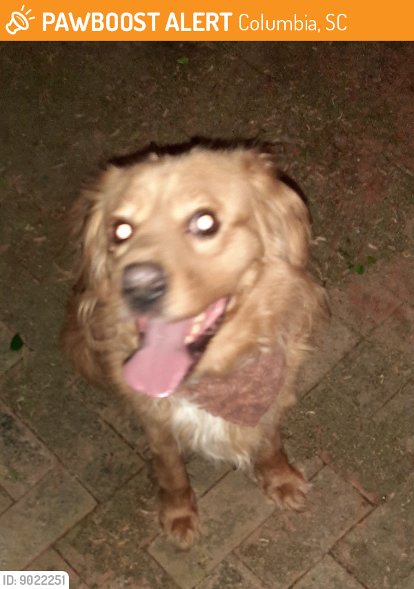 Found/Stray Male Dog last seen Bush River Road - Near Christian Life Church, Columbia, SC 29210