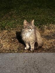 Reunited Unknown Cat last seen Wayside Rd, Fayetteville, NC 28314, USA, Fayetteville, NC 28314