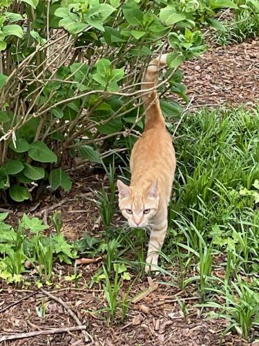 Lost Male Cat last seen Lakemont Subdivision (off Millbrook -- near Six Forks Road), Raleigh, NC 27609
