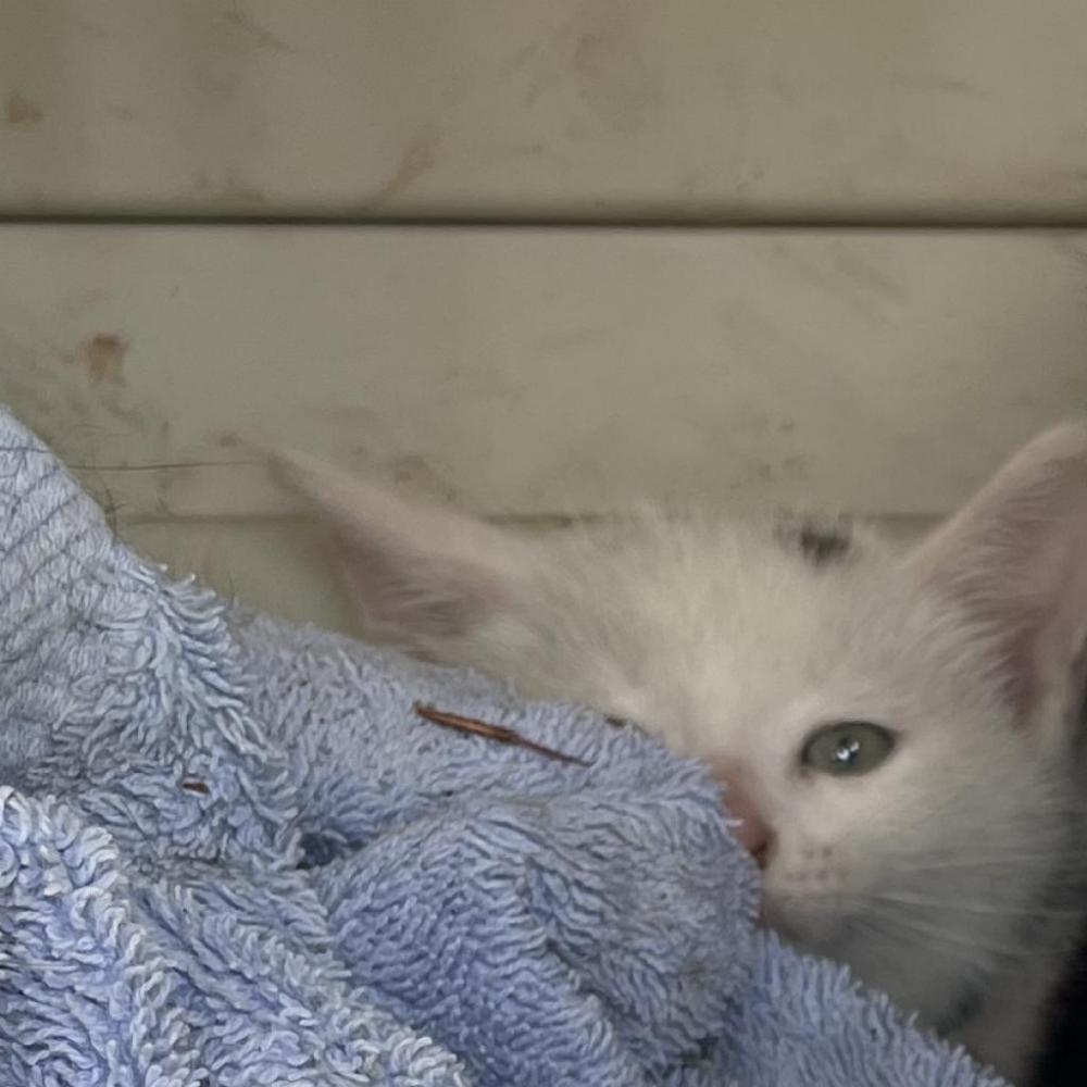 Shelter Stray Male Cat last seen , Dickinson, TX 77539