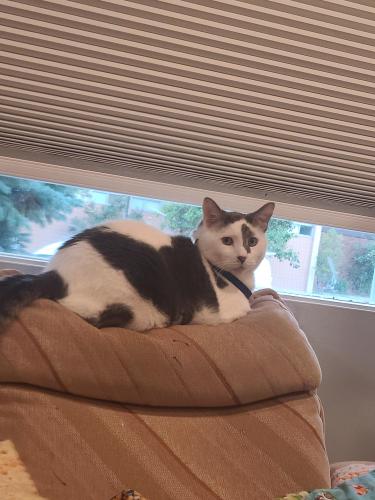 Lost Male Cat last seen Fairview, Calgary, AB T2H