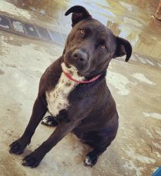 Reunited Female Dog last seen Pheasant Run Cir & Fairbanks Ave, Riverside, CA 92509