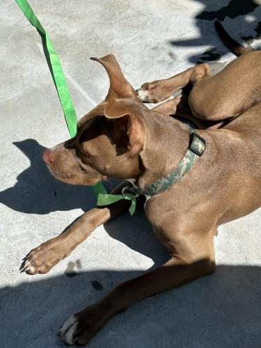 Found/Stray Unknown Dog last seen Gammage street, Santa Rosa Beach, FL 32459