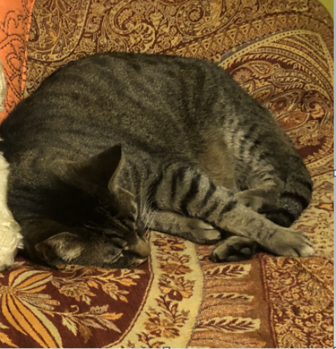 Lost Male Cat last seen Naperville Rd. and Warrenville Rd., Naperville, IL 60563