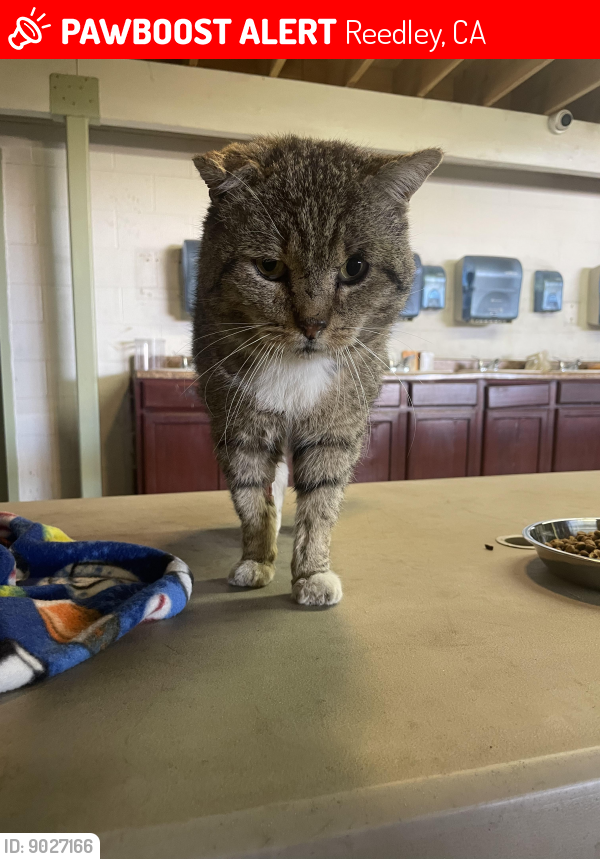 Lost Male Cat last seen Near Adventist hosp & Carob Ave. , Reedley, CA 93654