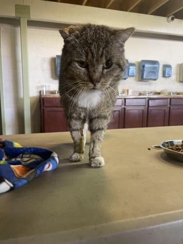 Lost Male Cat last seen Near Adventist hosp & Carob Ave. , Reedley, CA 93654