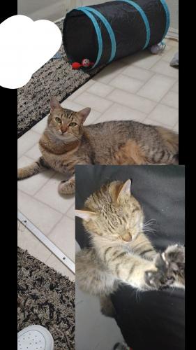Lost Female Cat last seen Holly st and langford st, Oceanside, CA 92058