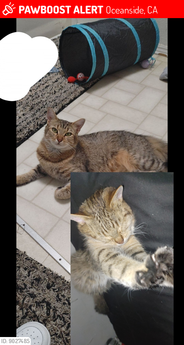 Lost Female Cat last seen Holly st and langford st, Oceanside, CA 92058