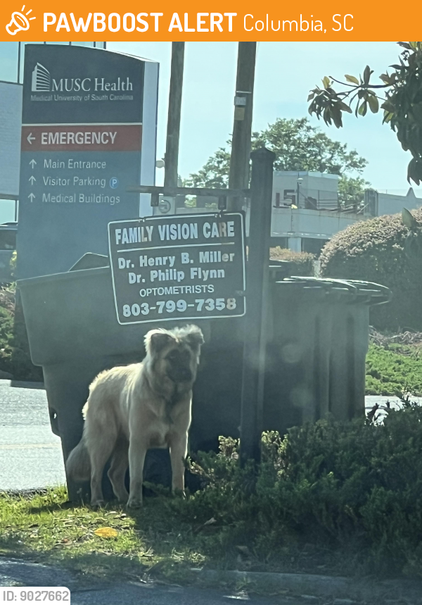 Found/Stray Unknown Dog last seen Hawthorne pharmacy, Columbia, SC 29204