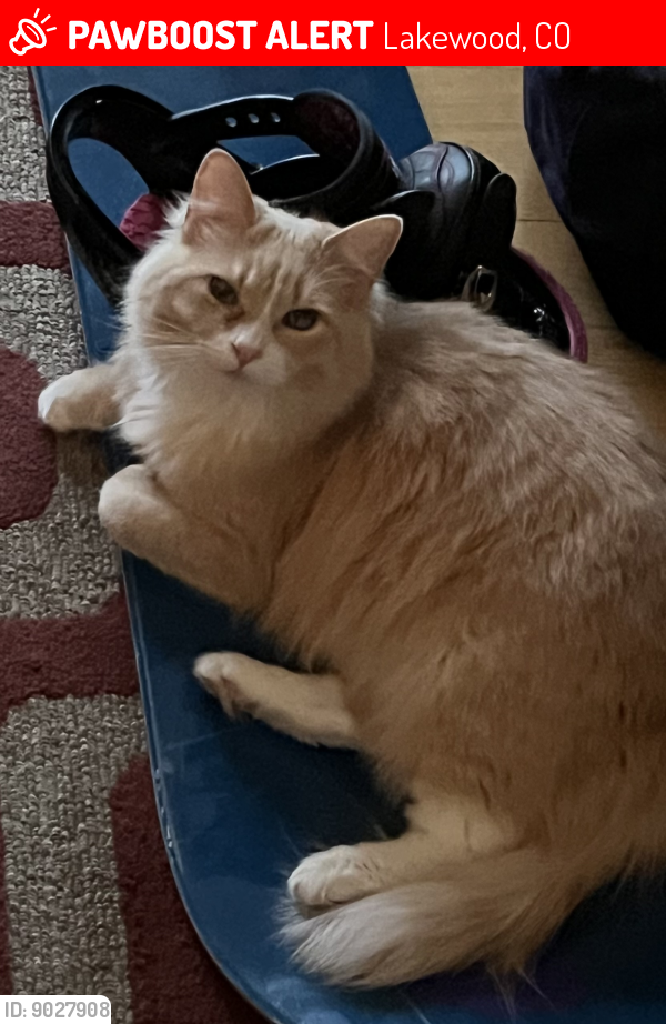 Lost Female Cat last seen Near S Foothill Dr and Arbutus St, Lakewood, CO 80228