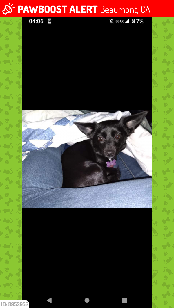 Lost Female Dog last seen In care of a friend from riverside county , Beaumont, CA 92223