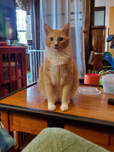Lost Male Cat last seen Englewood and Griggs , Saint Paul, MN 55104