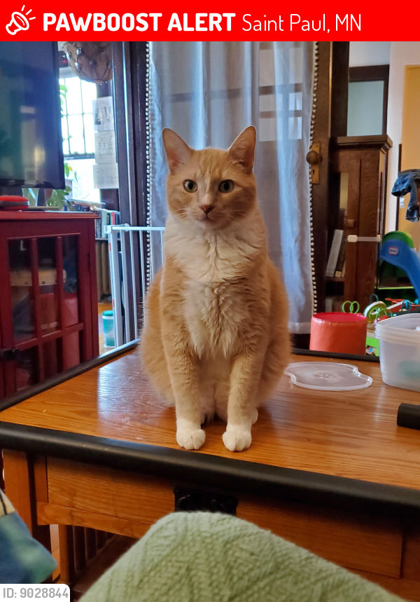 Lost Male Cat last seen Englewood and Griggs , Saint Paul, MN 55104