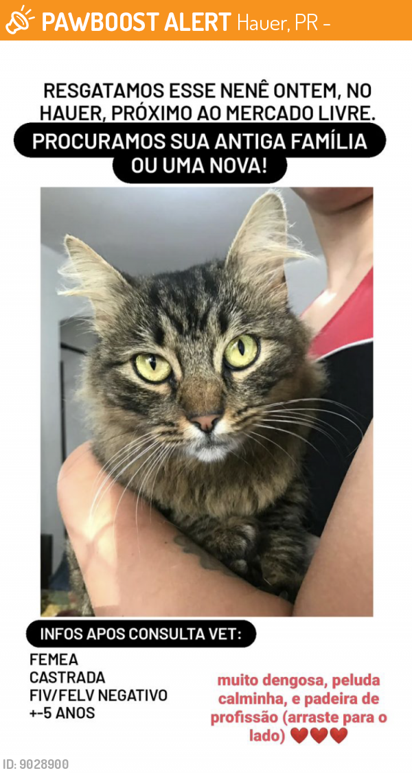 Found/Stray Female Cat last seen Dentro do Mercado Livre, Hauer, PR 81630-230