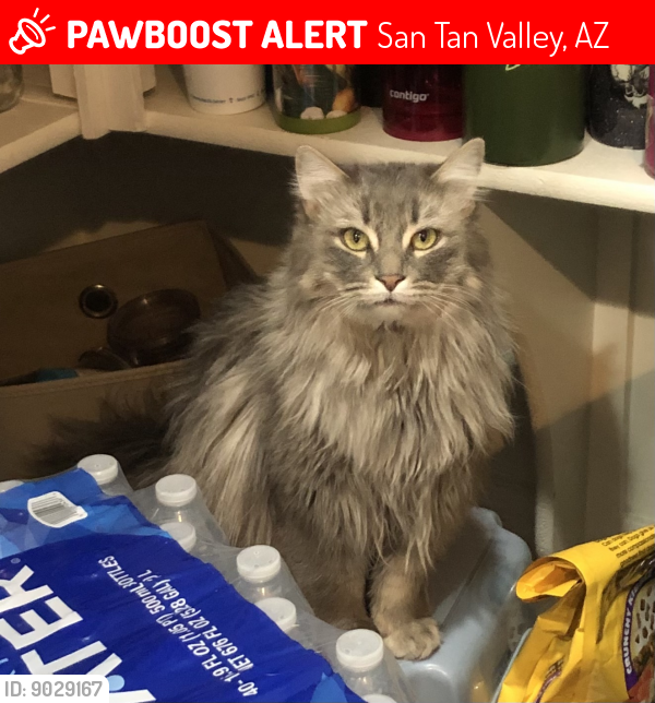 Lost Male Cat last seen San tan ridge , San Tan Valley, AZ 85142