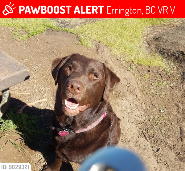 Lost Female Dog last seen Englishman River Falls Provincial Park, Errington, BC V0R 1V0