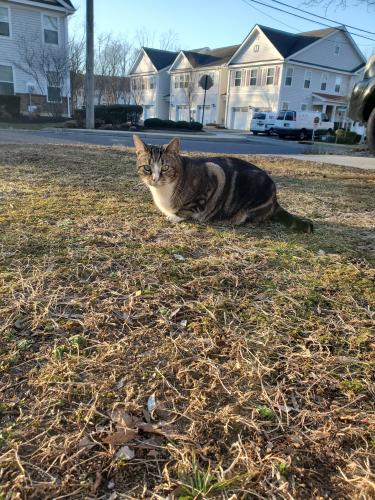Lost Male Cat last seen hickstown road , Pine Hill, NJ 08021