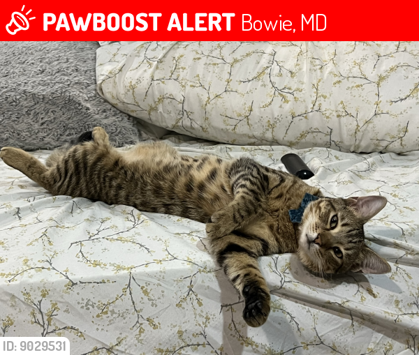 Lost Male Cat last seen Atwell ave, Bowie, MD 20720
